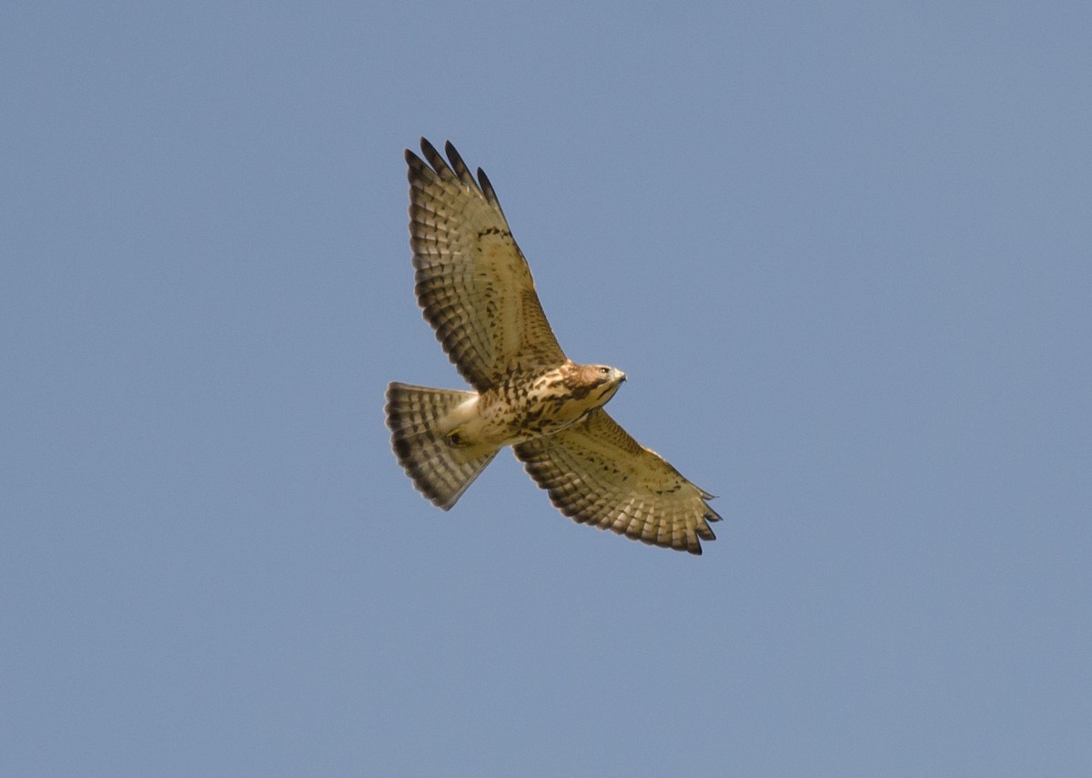 Broad-winged Hawk - ML624043095