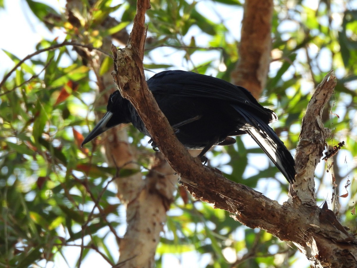 Black Butcherbird - ML624043104