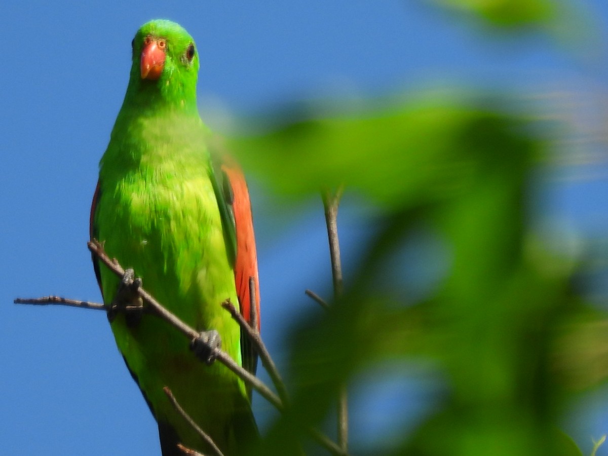 Red-winged Parrot - ML624043110