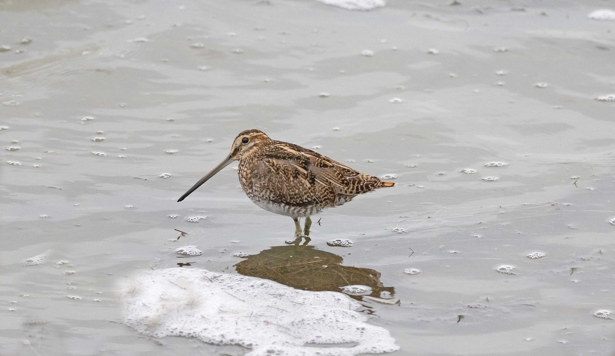 Common Snipe - ML624043119