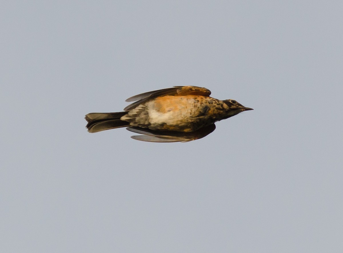 American Robin - ML624043122