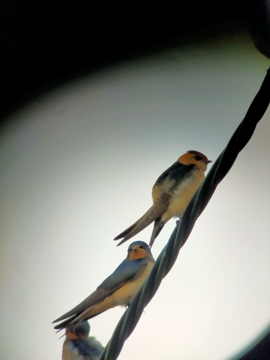 Red-rumped Swallow - Raquel Iglesias Manteiga