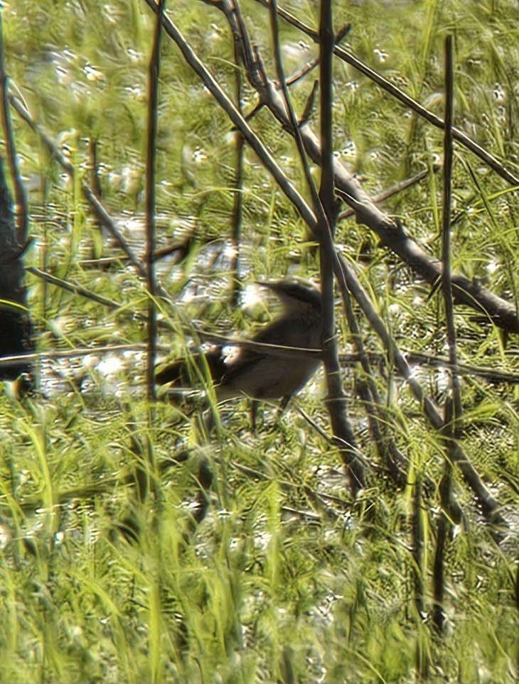 Eastern Yellow Wagtail - ML624043135