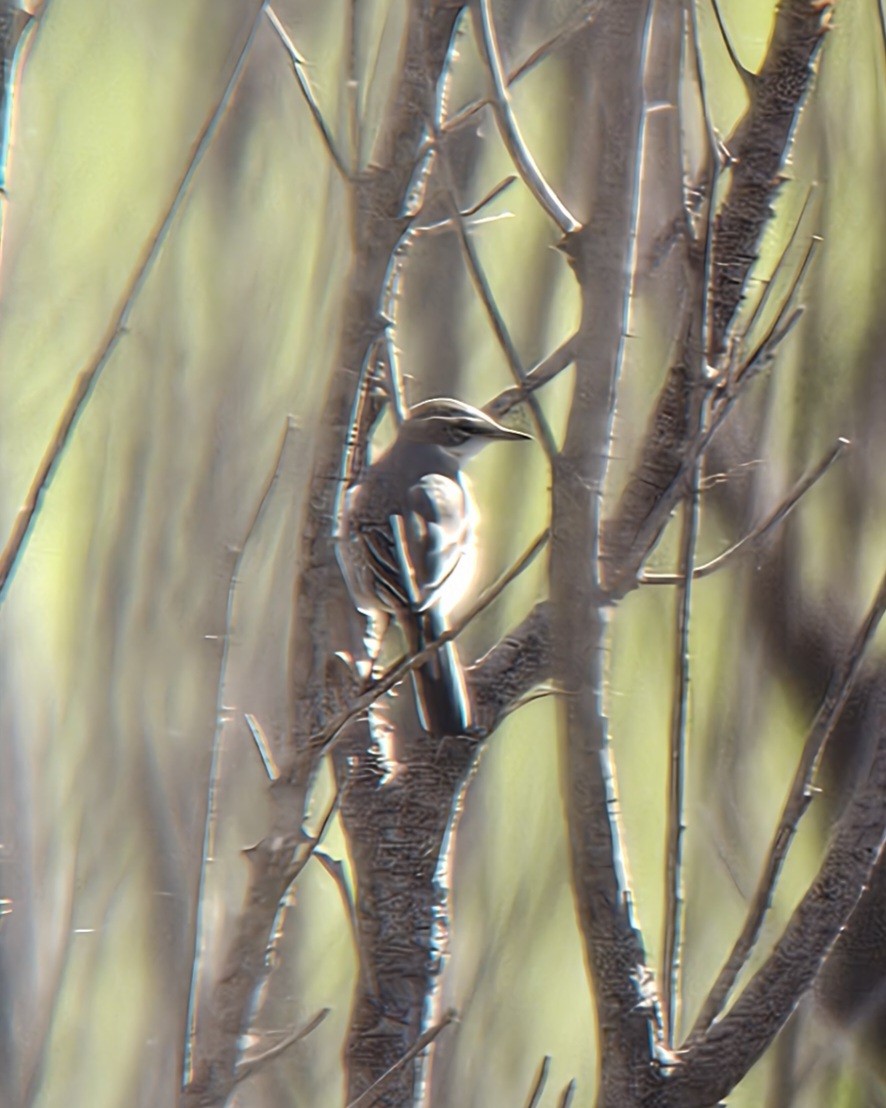 Eastern Yellow Wagtail - ML624043137