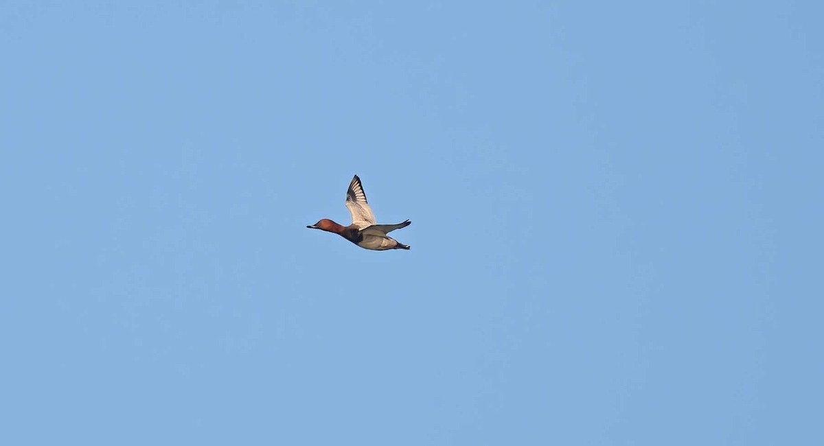 Common Pochard - ML624043145