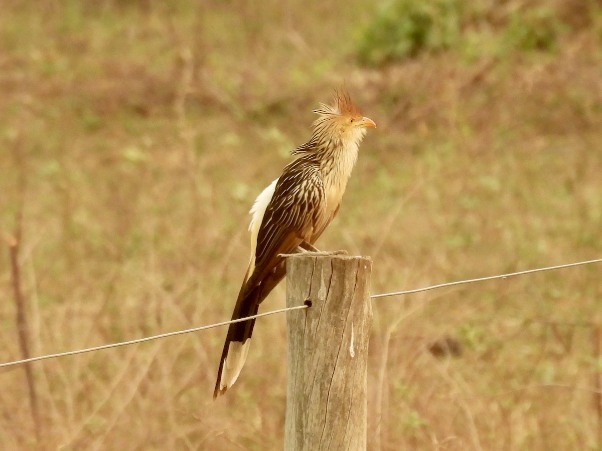 Guira Cuckoo - ML624043166