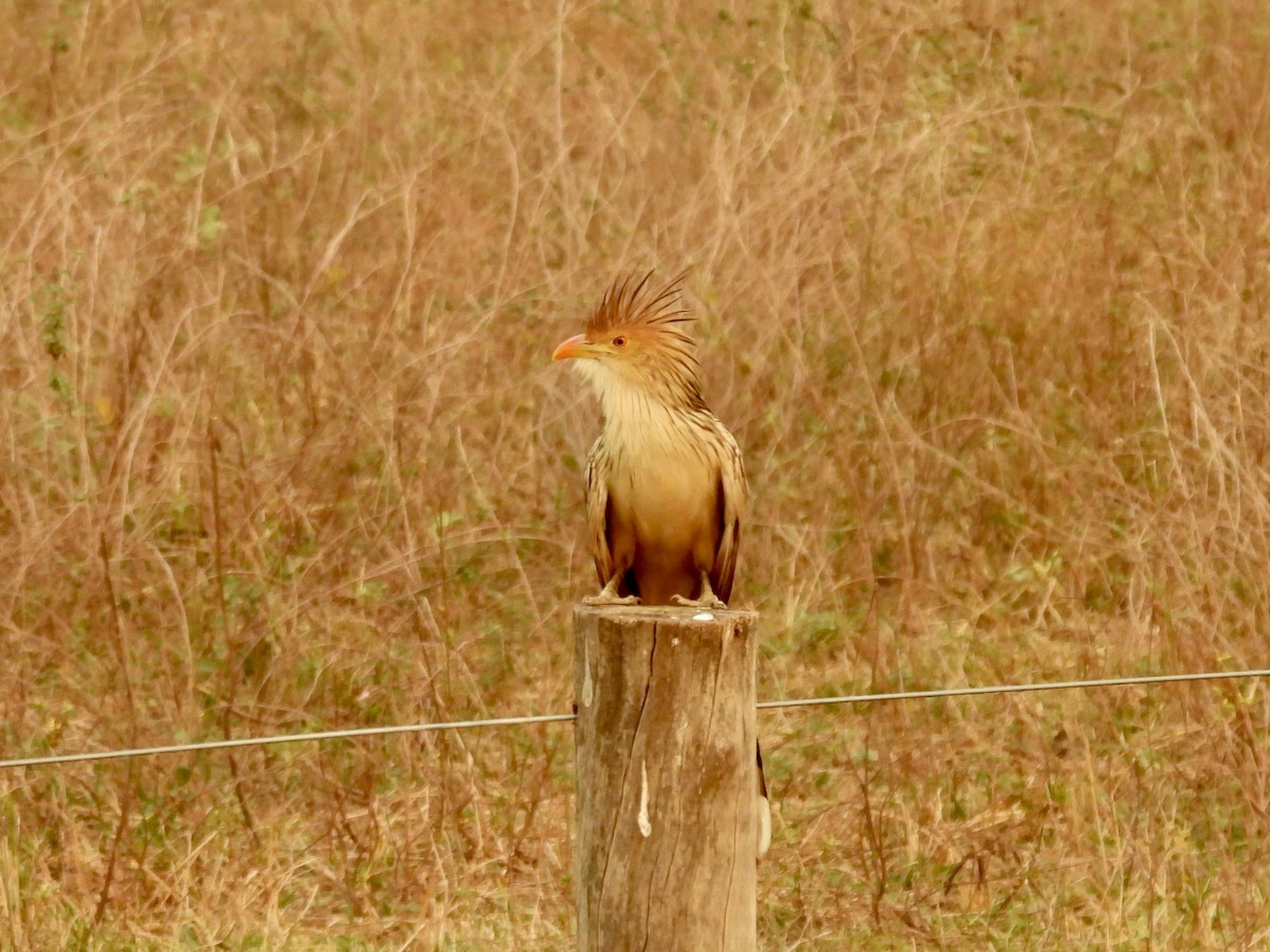 Guira Cuckoo - ML624043167