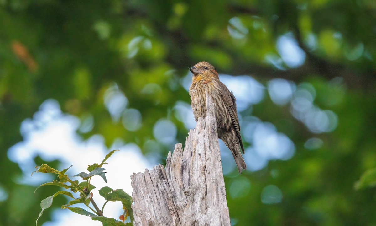 Red Crossbill - ML624043168