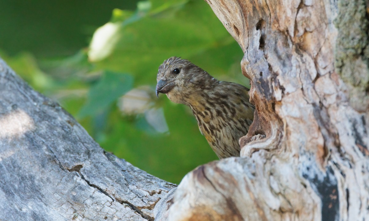 Red Crossbill - ML624043171