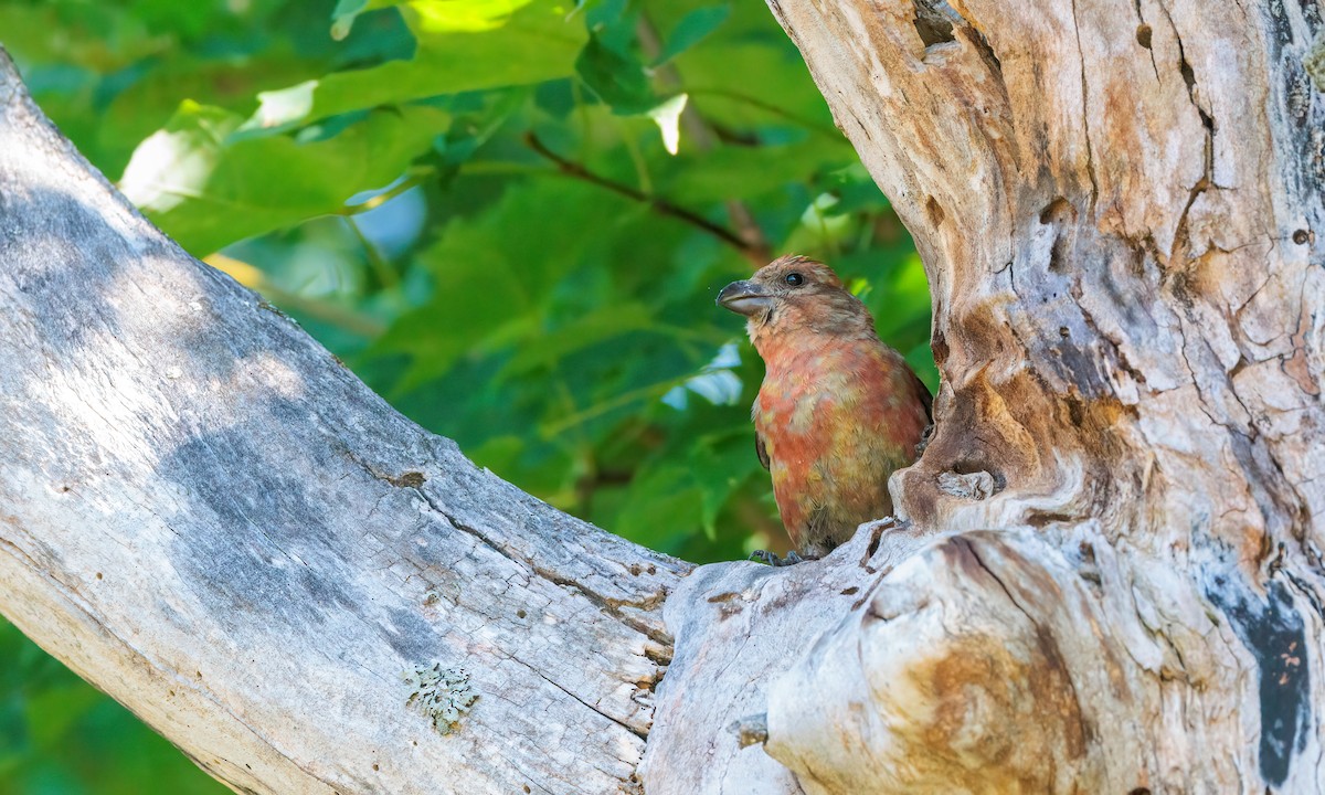 Red Crossbill - ML624043174