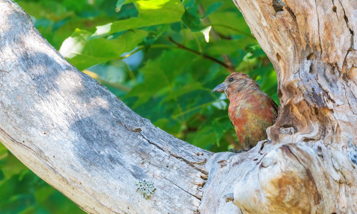 Red Crossbill - ML624043178