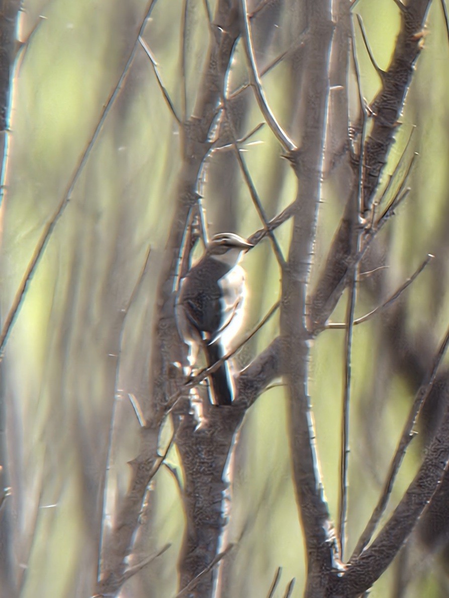 Eastern Yellow Wagtail - ML624043185