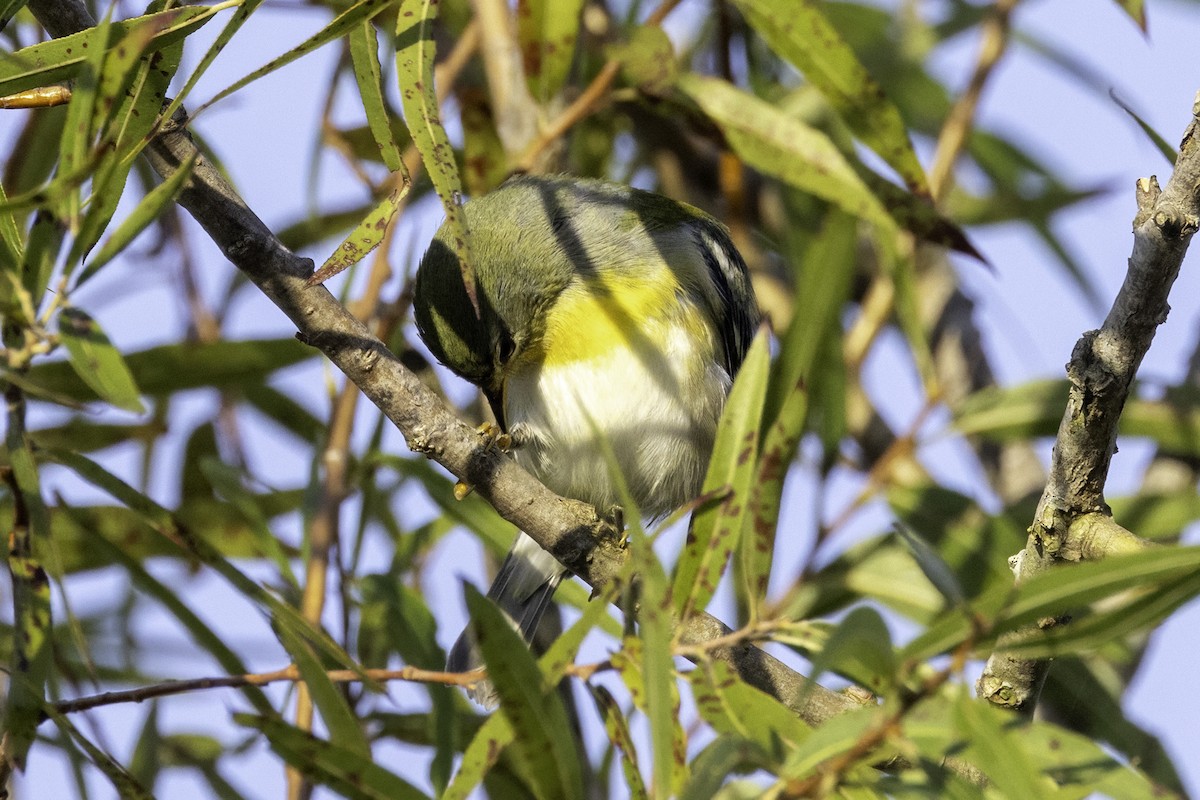 Northern Parula - ML624043186
