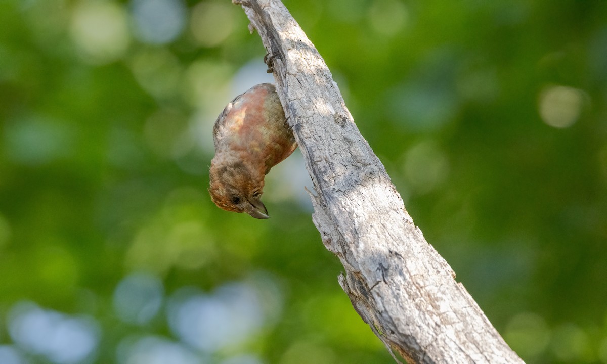 Red Crossbill - ML624043189