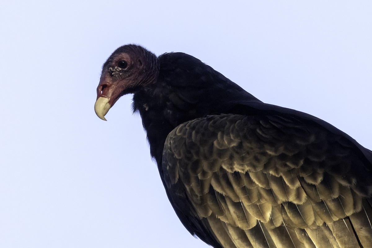 Turkey Vulture - ML624043227