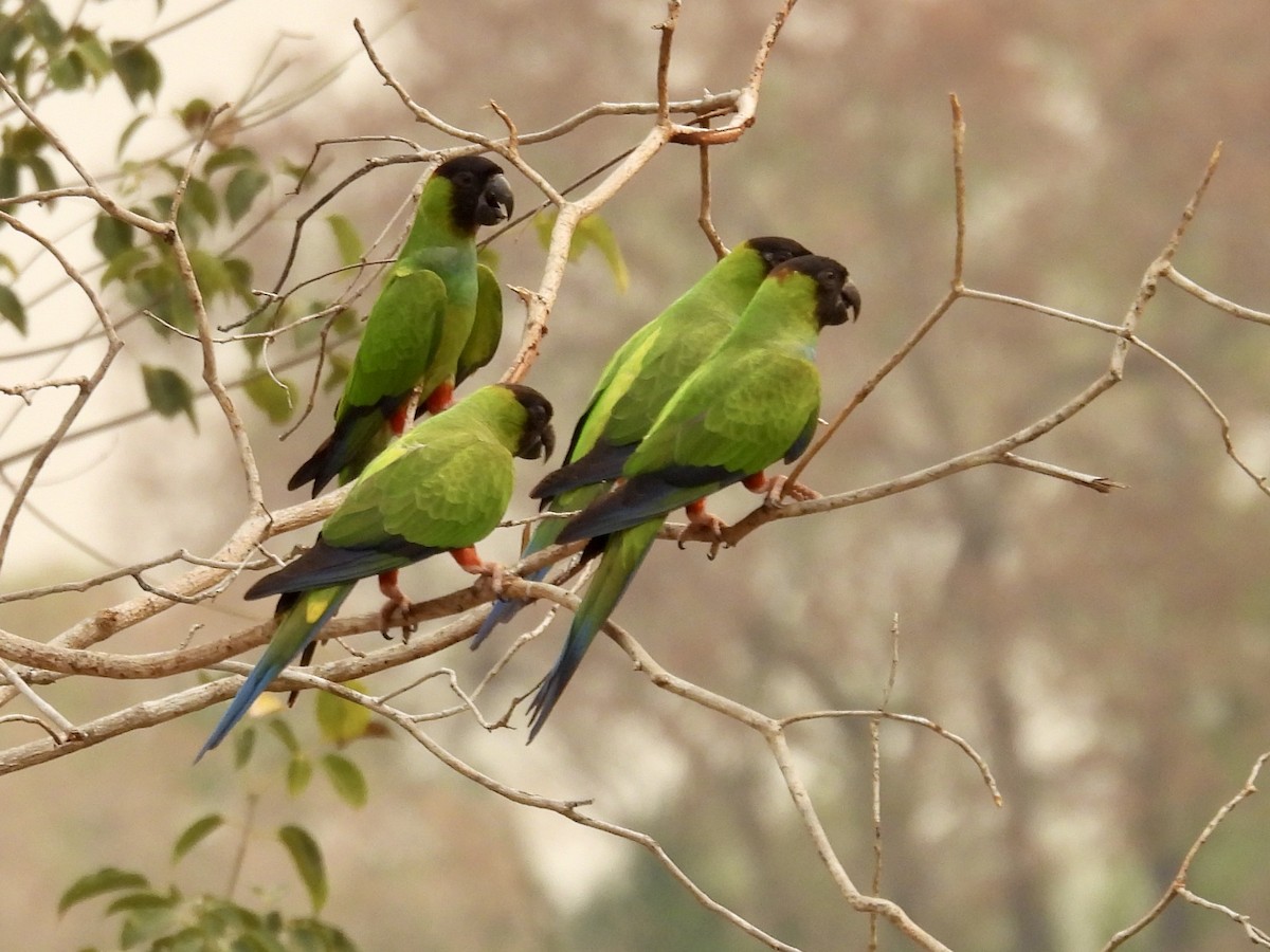 Nanday Parakeet - ML624043232