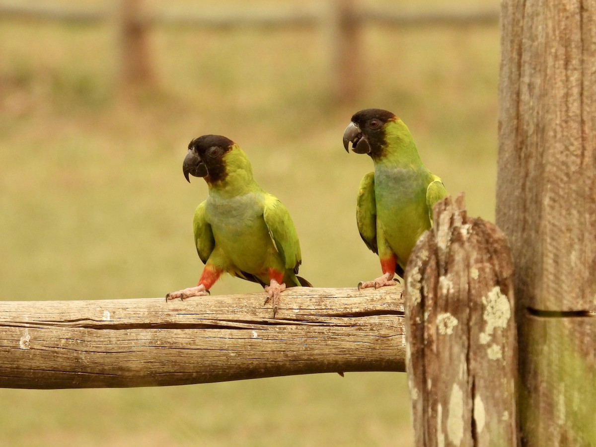 Nanday Parakeet - ML624043234