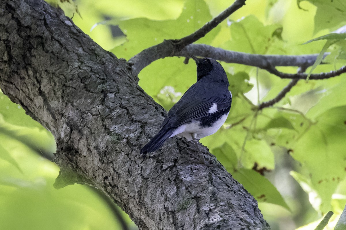 Black-throated Blue Warbler - ML624043251