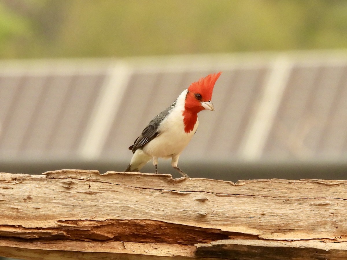 Red-crested Cardinal - ML624043262