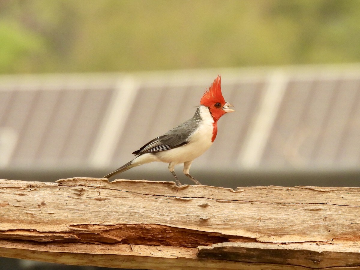 Red-crested Cardinal - ML624043263