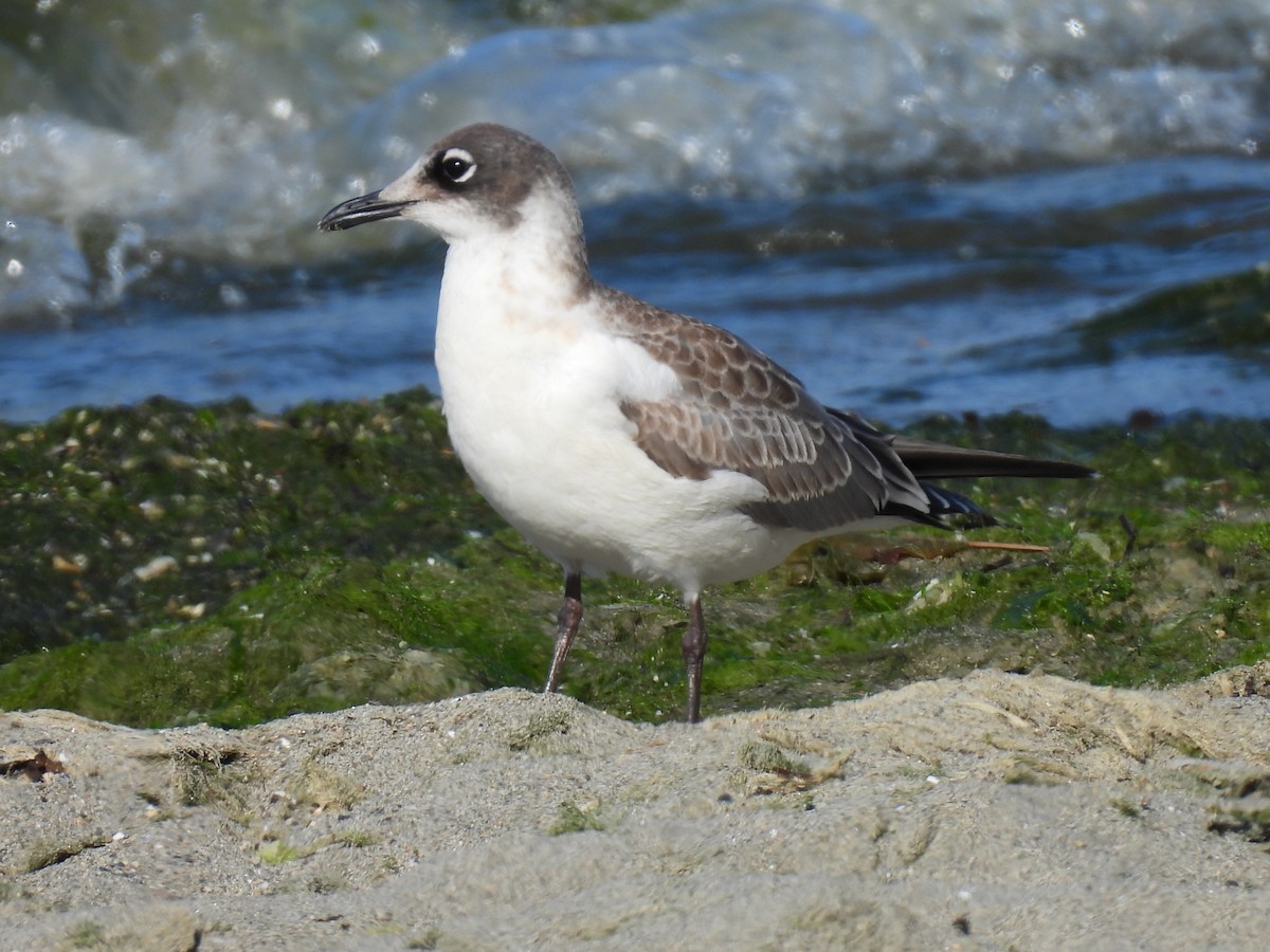 Franklin's Gull - ML624043271