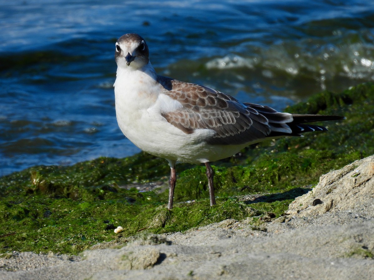 Franklin's Gull - ML624043273