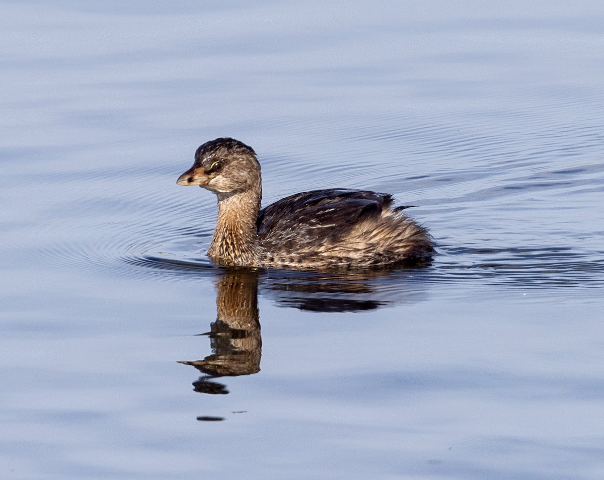 Pied-billed Grebe - Greg Harrington