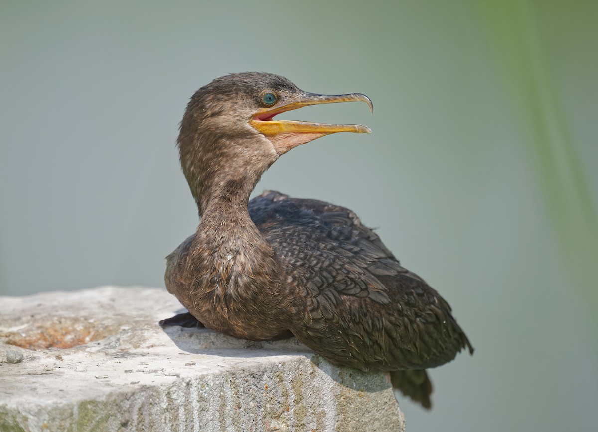 Cormorán Biguá - ML624043280