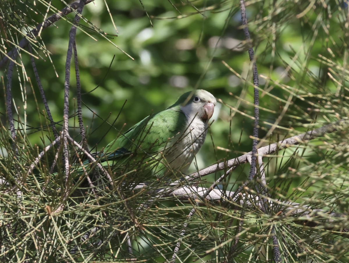 Monk Parakeet - ML624043289