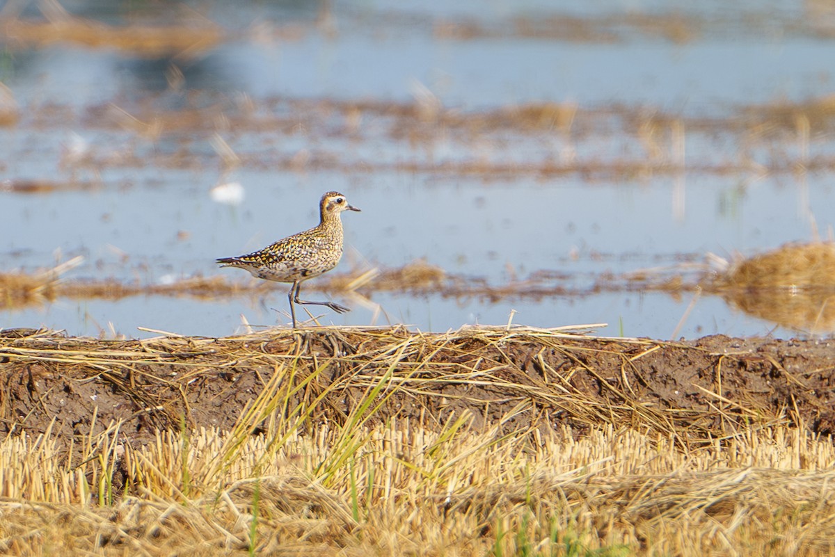 Pacific Golden-Plover - ML624043297