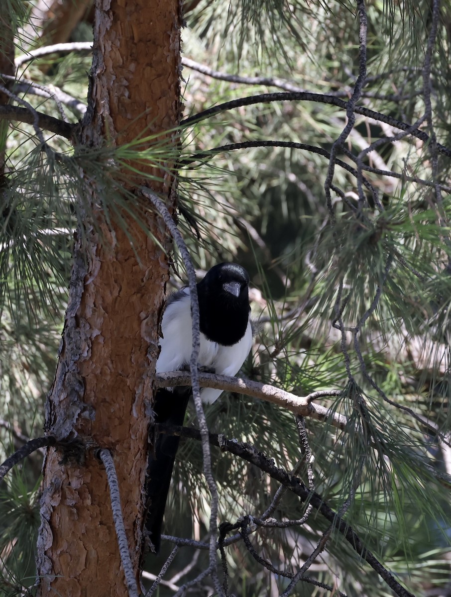 Eurasian Magpie - J. Fields Falcone