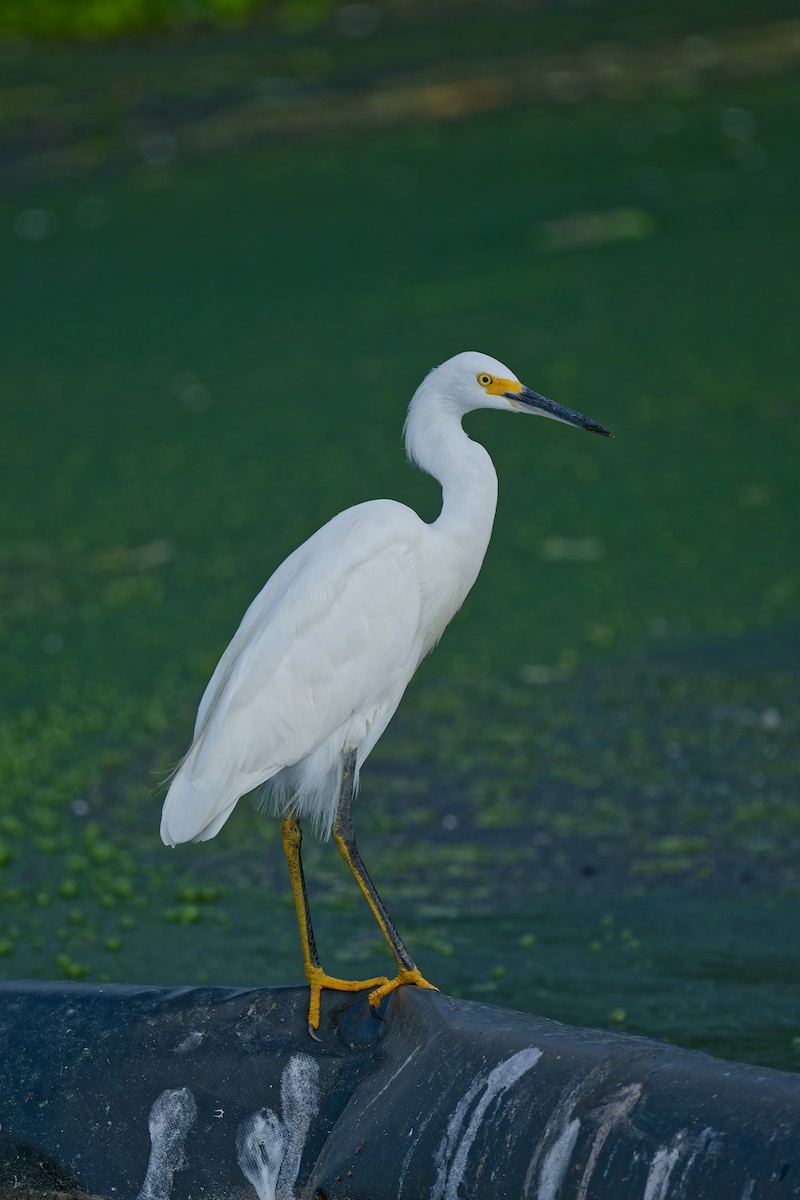 Snowy Egret - ML624043318