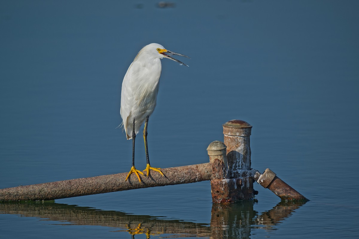 Snowy Egret - Harlan Stewart