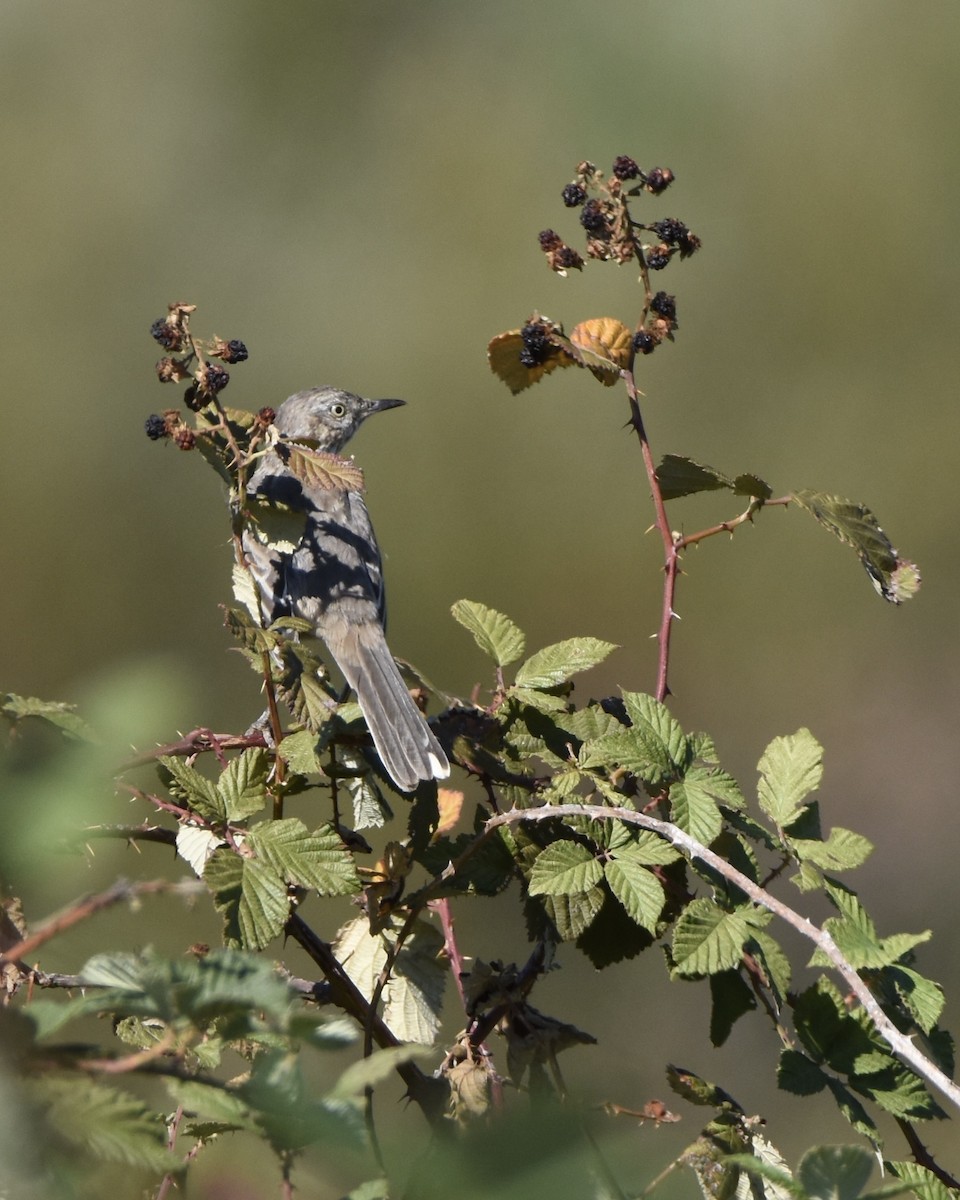 Northern Mockingbird - ML624043339