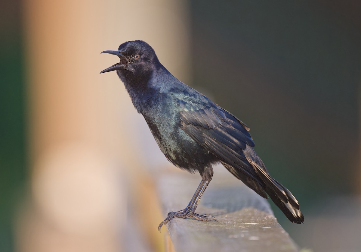 Boat-tailed Grackle - ML624043342