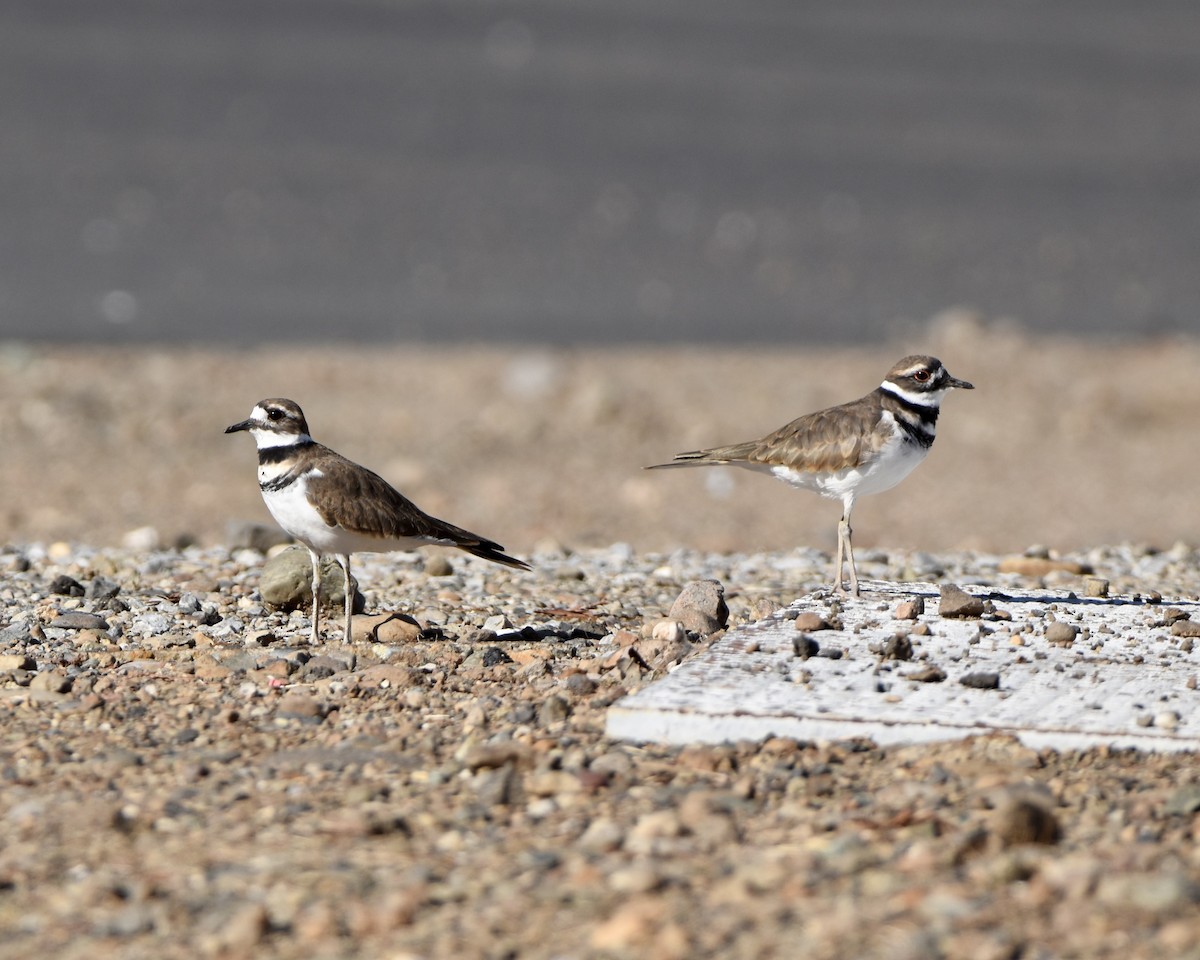 Killdeer - ML624043350