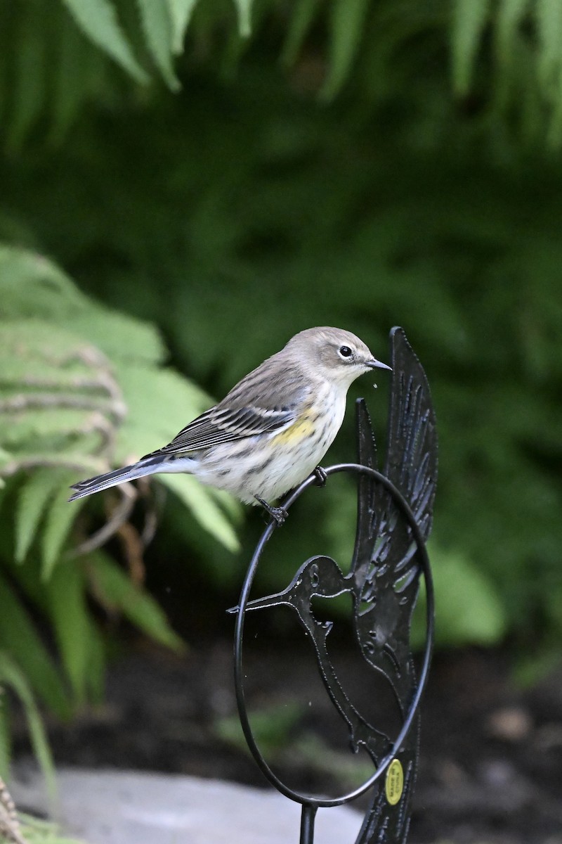 Yellow-rumped Warbler - ML624043351