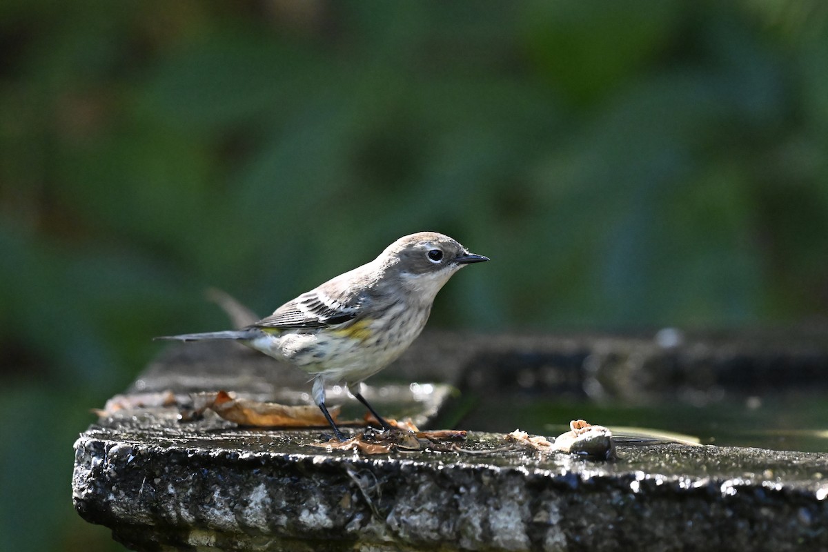 Yellow-rumped Warbler - ML624043353