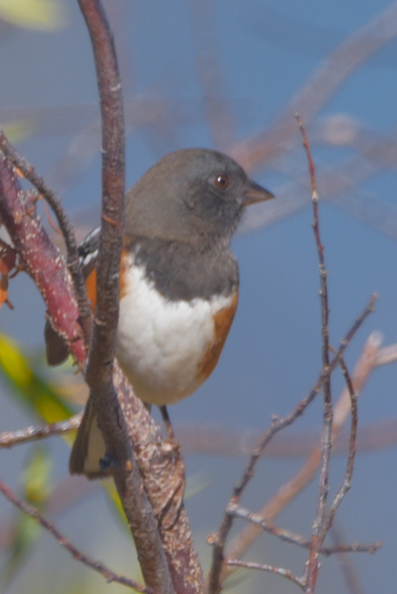 Spotted Towhee - ML624043356