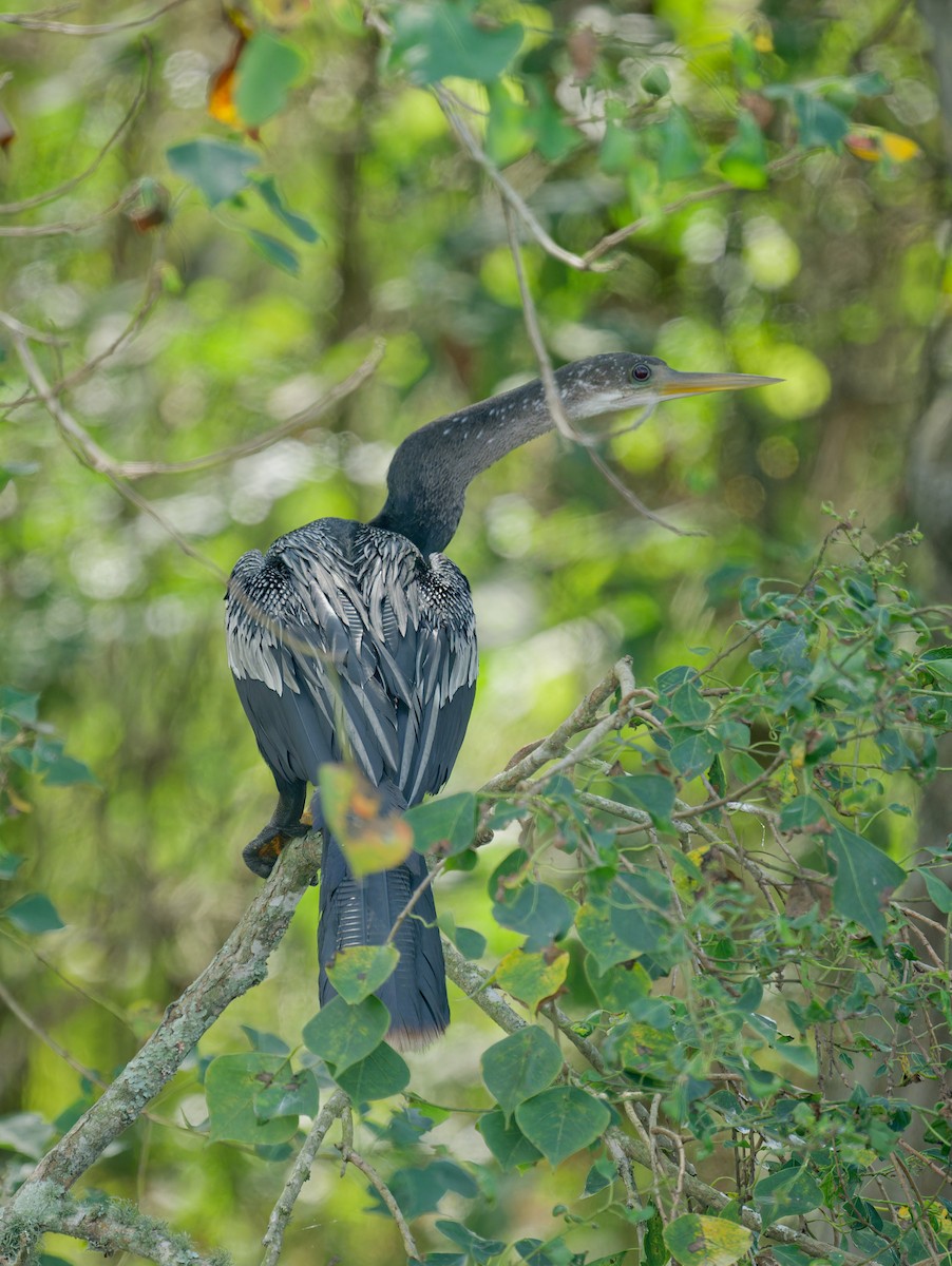 Anhinga Americana - ML624043358