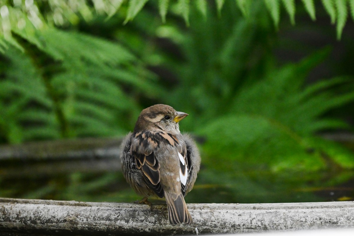 House Sparrow - ML624043363