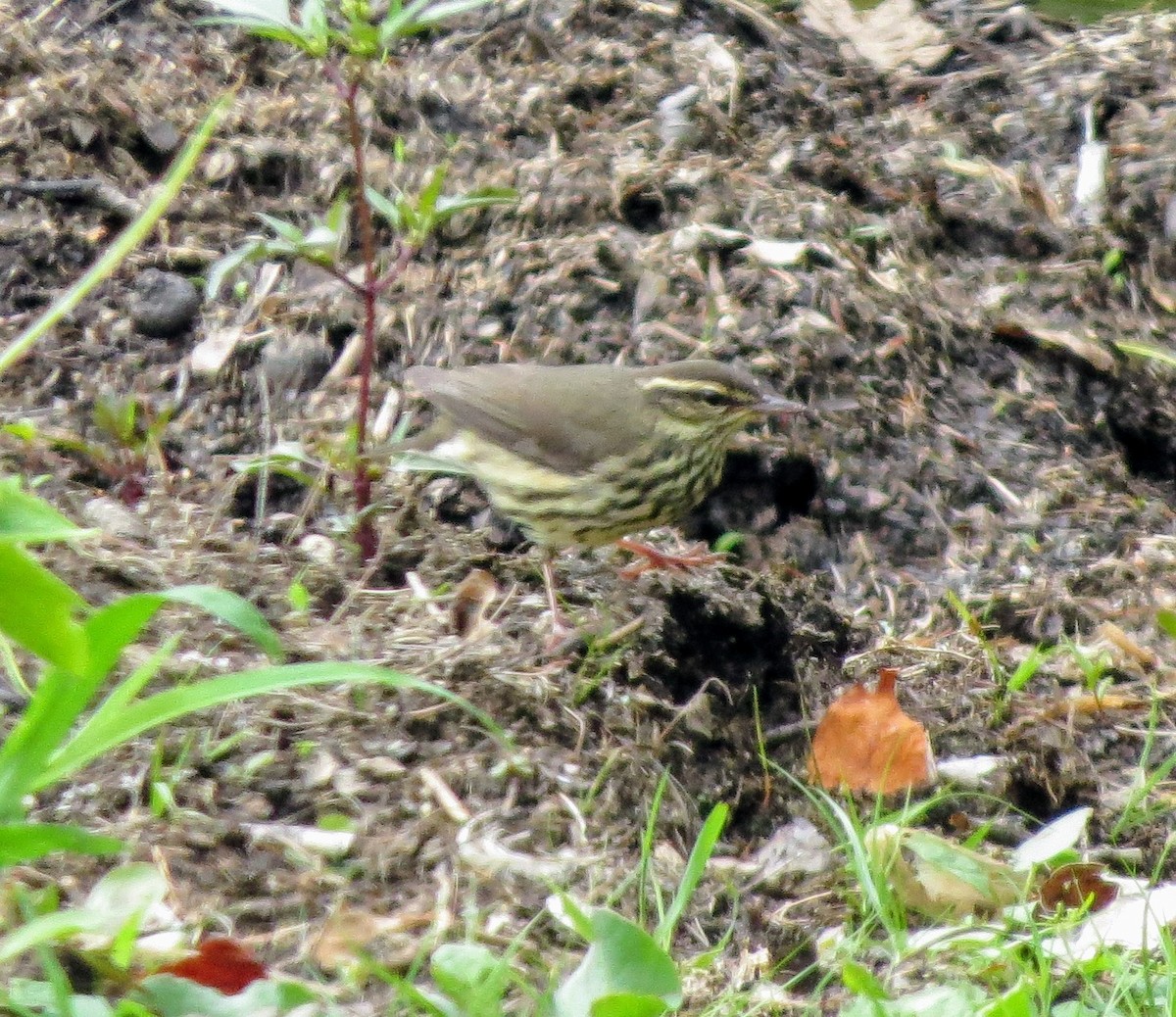 Northern Waterthrush - ML624043387