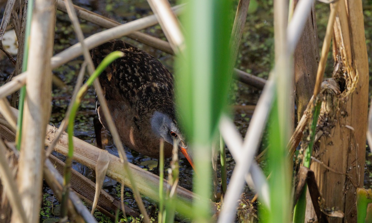 Virginia Rail - ML624043392