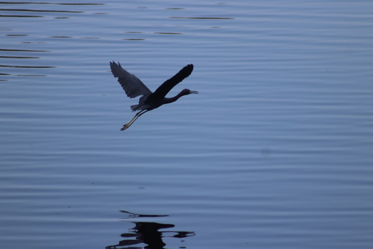 Little Blue Heron - ML624043396