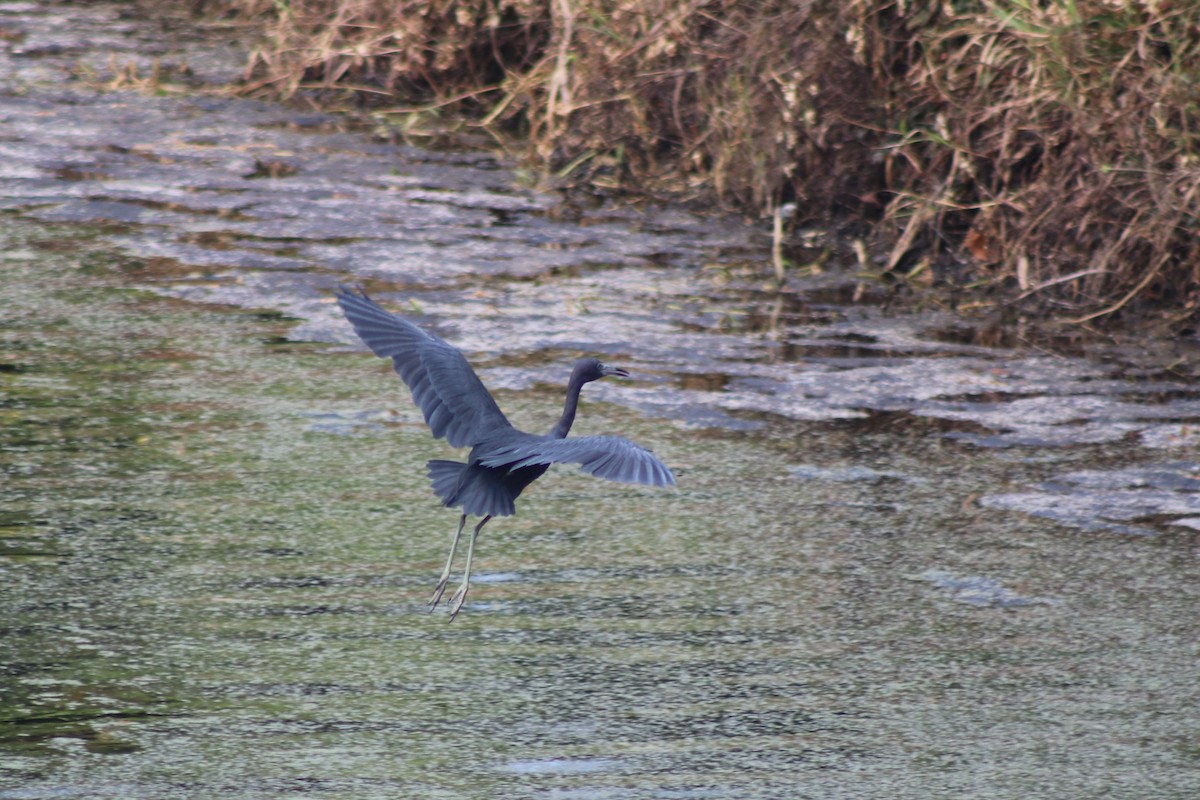 Little Blue Heron - ML624043397