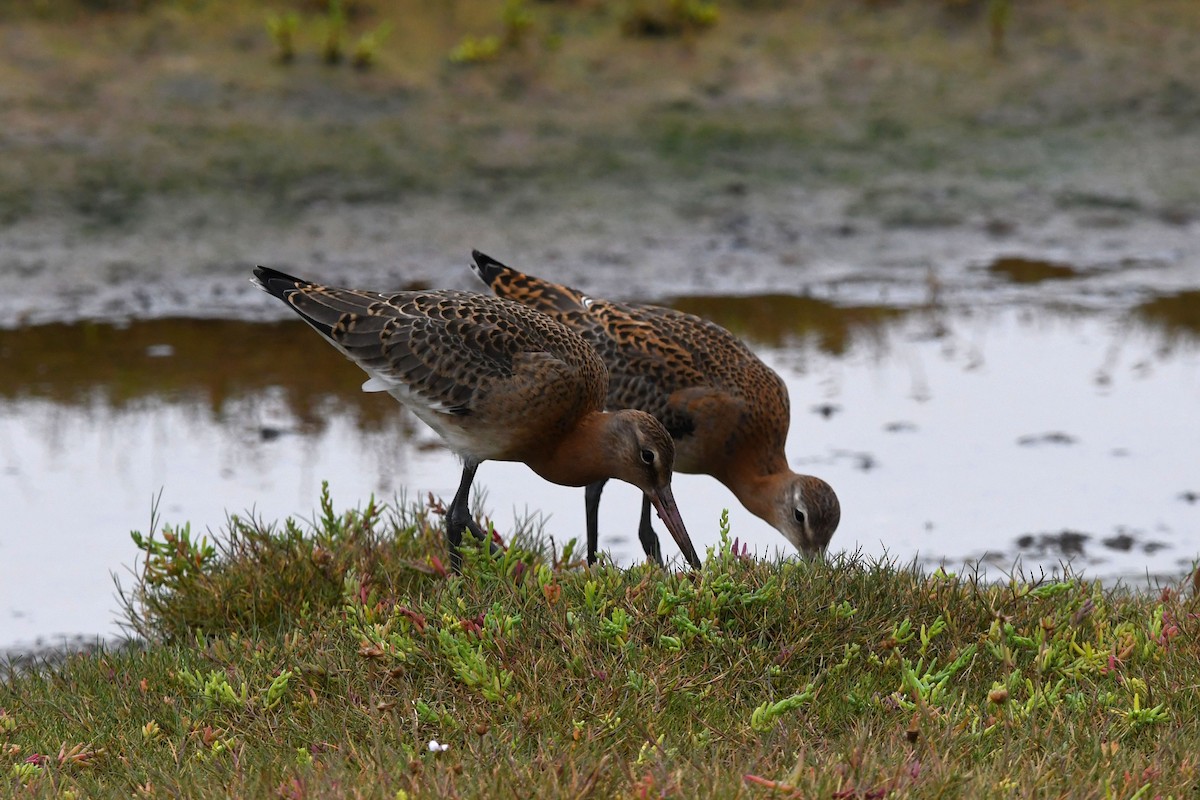 Black-tailed Godwit - ML624043398