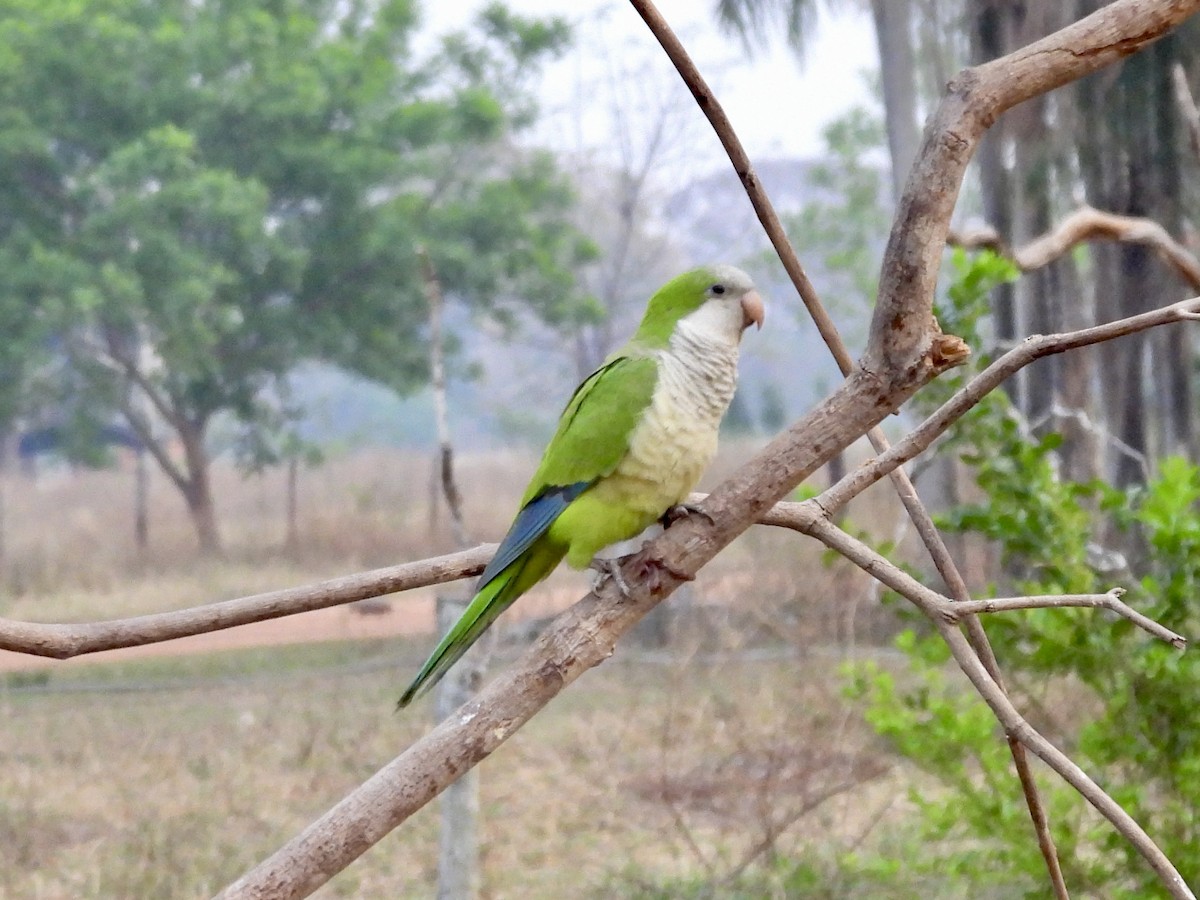 Monk Parakeet - ML624043402