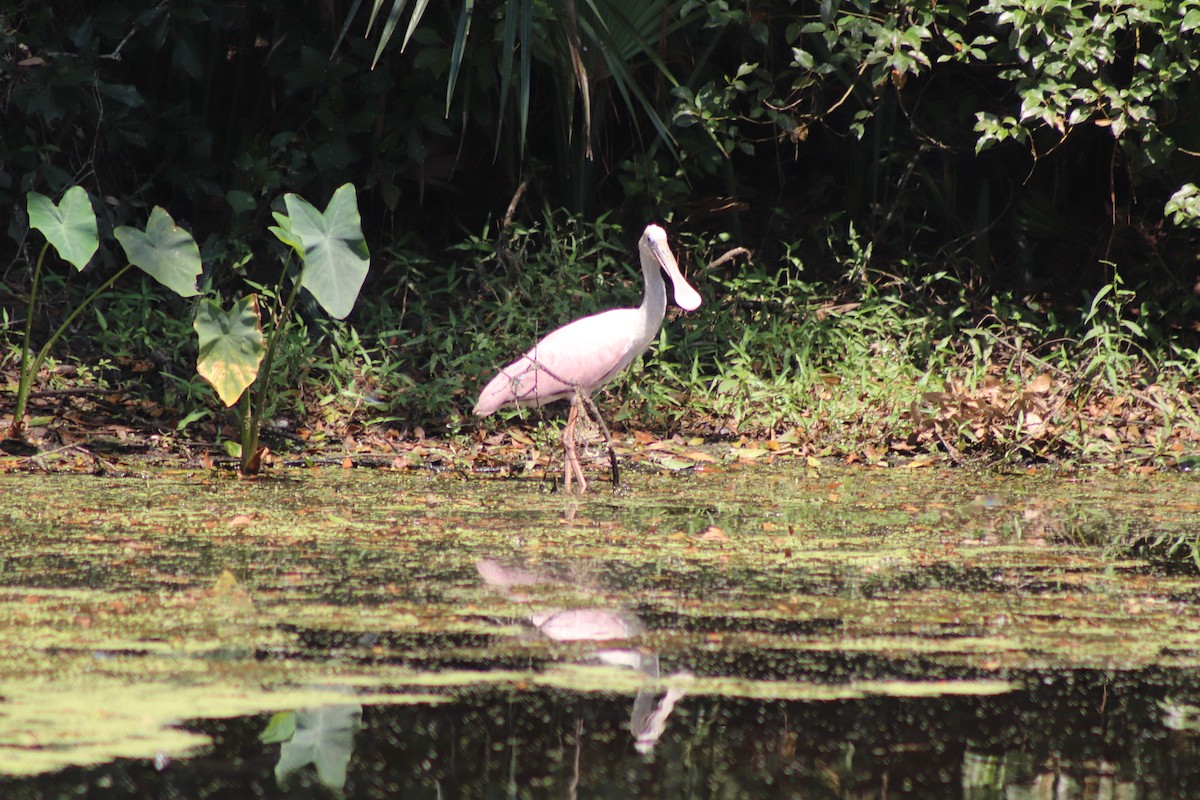 Roseate Spoonbill - ML624043412