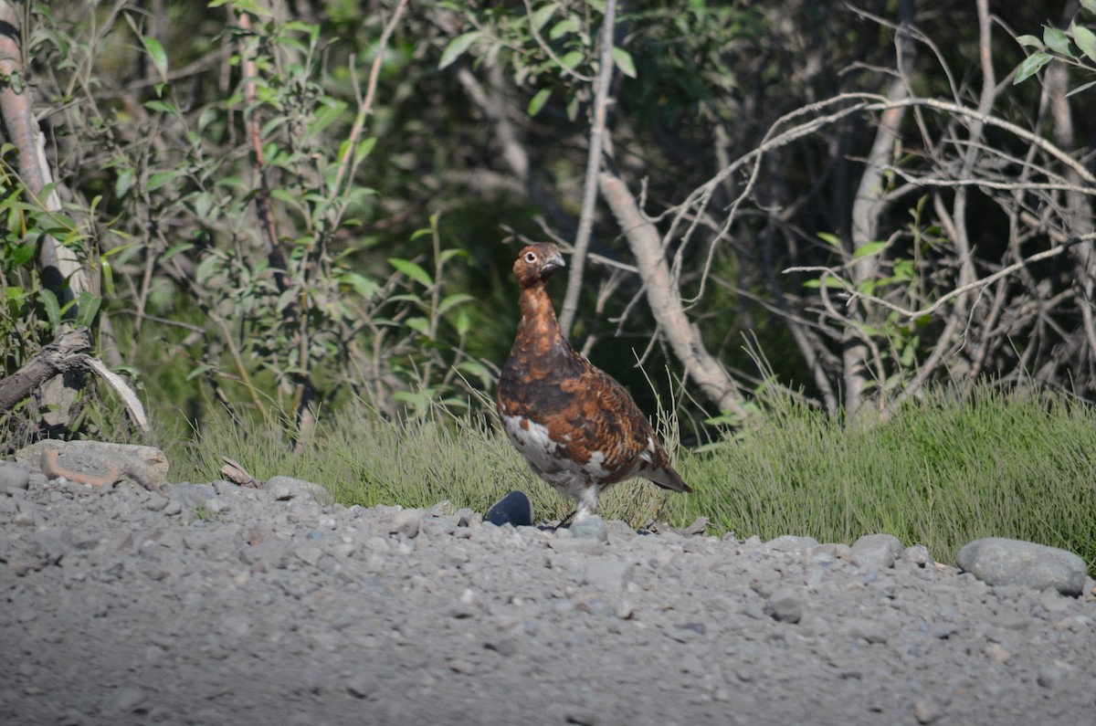 Willow Ptarmigan - ML624043414