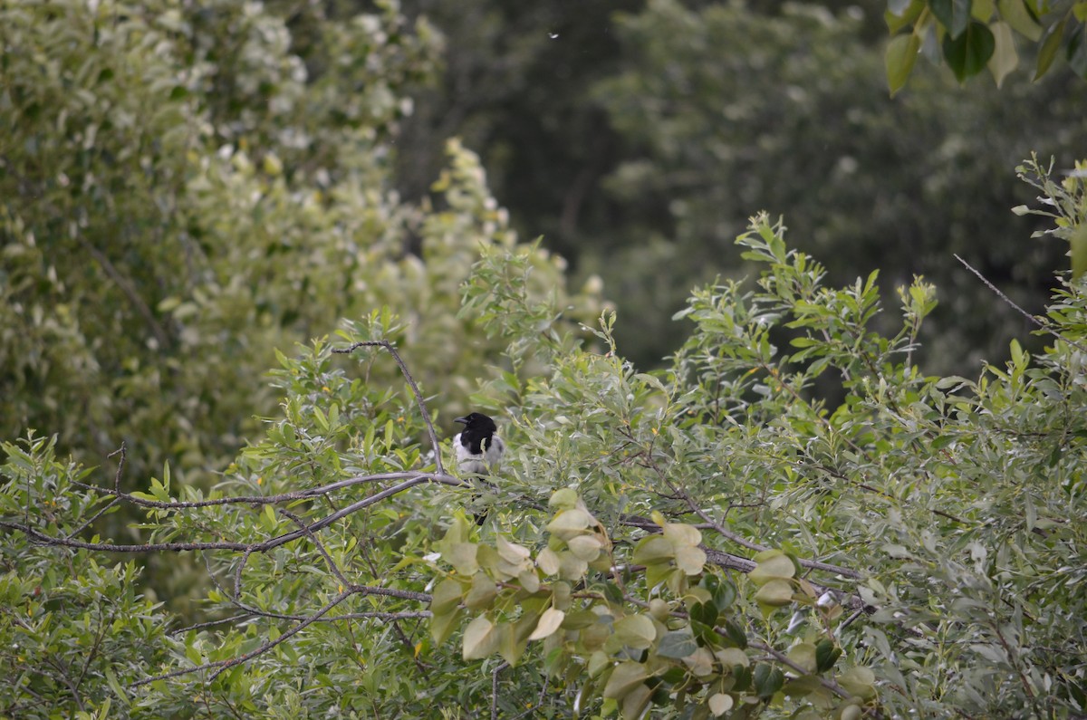 Black-billed Magpie - ML624043422